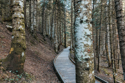 View of footpath amidst trees