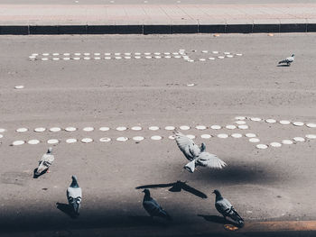 High angle view of birds perching on ground