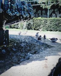 Fountain in garden