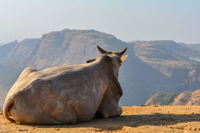 View of a horse on mountain