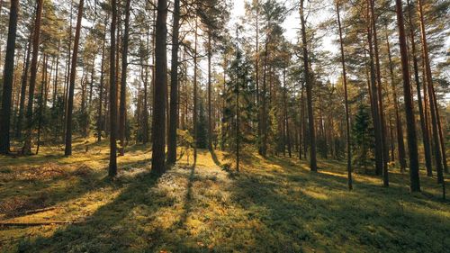 Trees in forest