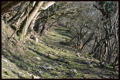 Trees in forest