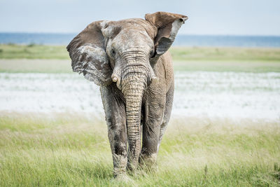 Elephant standing on field against sky