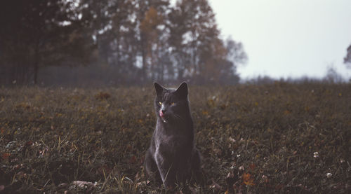 Black cat sitting on grassy field