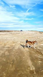 Husky walking at beach against sky