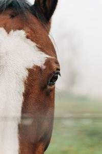 Close up of horse's eye