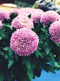 Close-up of pink flowers