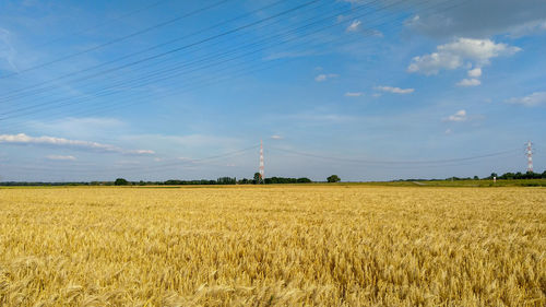 Scenic view of agricultural field against sky