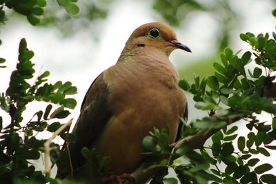 Close-up of bird perching on branch