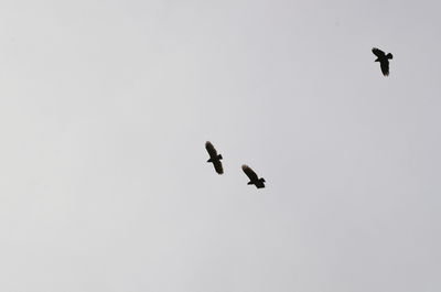 Low angle view of eagle flying against clear sky