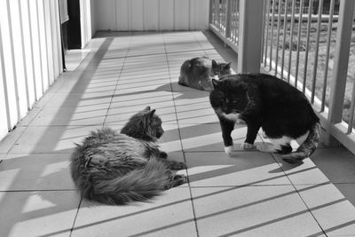 Cats relaxing on corridor