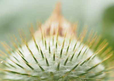 Close-up of spiked plant