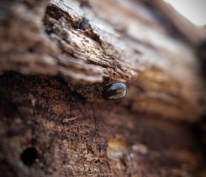 Close-up of lizard on tree trunk