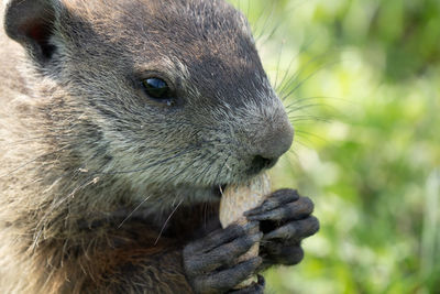 Close-up of a ground hog eating a nut on a sunny day at the park