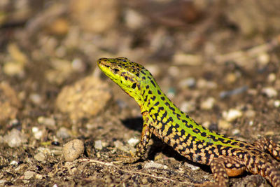 Close-up of lizard on a land