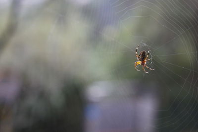 Close-up of spider on web