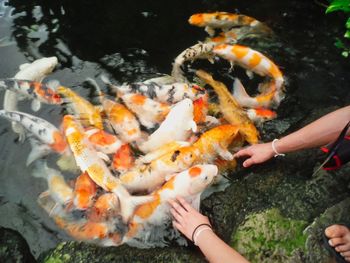 Fish swimming in sea