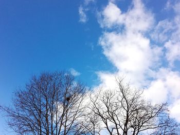 Low angle view of bare tree against blue sky