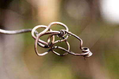 Close-up of leaf