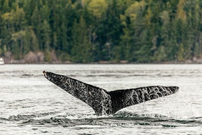 Whale diving in sea