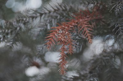 Close-up of tree during winter