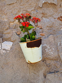 Close-up of potted plant against wall