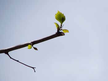 Low angle view of flowering plant against clear sky