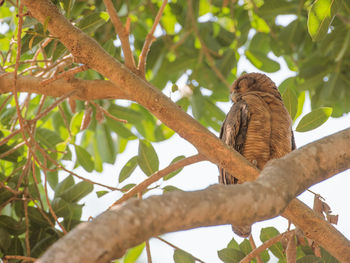 Low angle view of rufous owl perching on tree