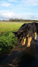 Dog on field against sky