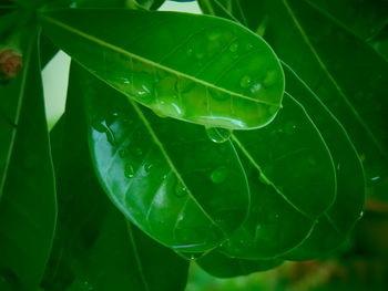 Close-up of raindrops on leaf