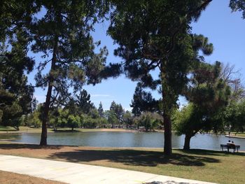 Trees by the lake in park