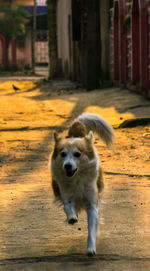 Dog on floor