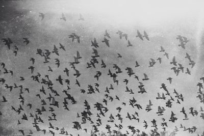 large group of animals