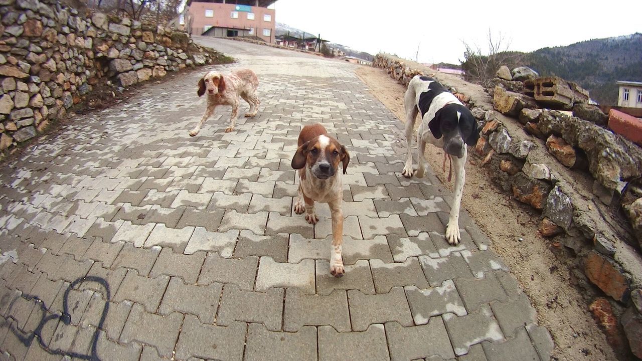 building exterior, animal themes, built structure, architecture, domestic animals, mammal, one animal, pets, full length, dog, walking, cobblestone, brick wall, house, day, outdoors, two animals, street