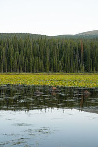 Scenic view of lake in forest against sky