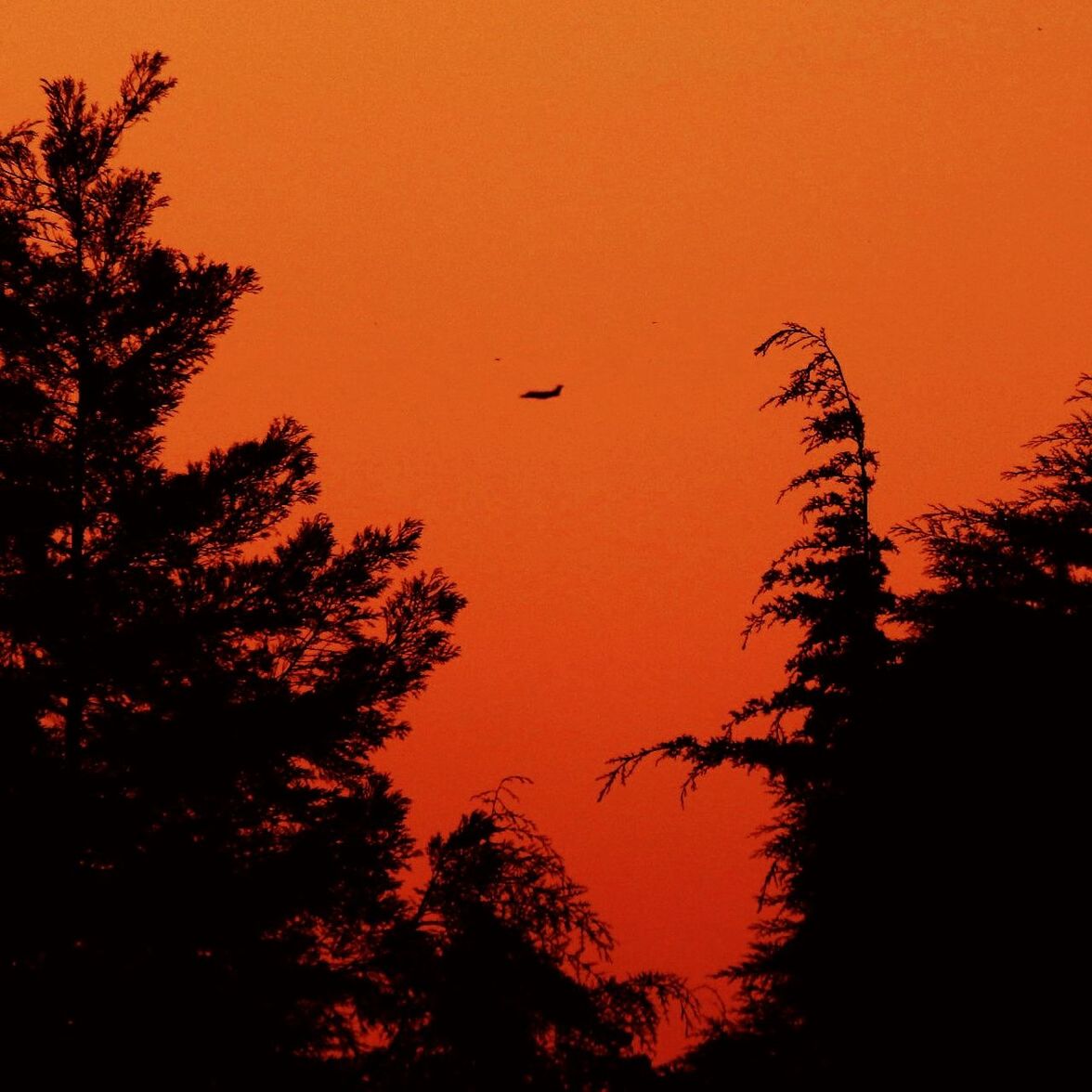 sunset, silhouette, bird, tree, animal themes, orange color, flying, animals in the wild, wildlife, low angle view, one animal, nature, beauty in nature, scenics, sky, tranquility, clear sky, mid-air, tranquil scene, outdoors