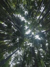 Low angle view of bamboo trees in forest