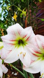 Close-up of white day lily blooming outdoors