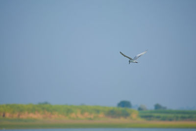 Bird flying in the sky