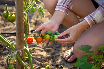 Midsection of woman holding tomatoes