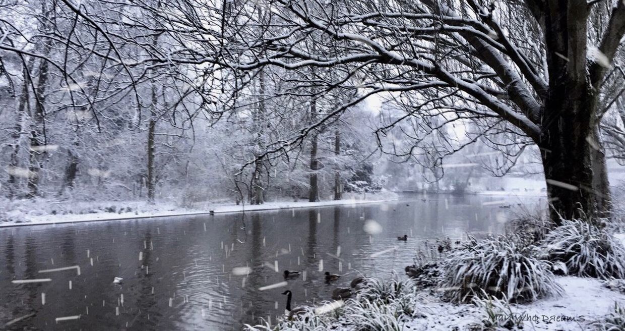 winter, bare tree, cold temperature, tree, snow, nature, branch, weather, frozen, water, beauty in nature, cold, tranquility, lake, no people, outdoors, scenics, day, bleak, sky