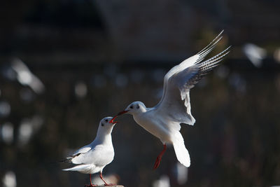 Seagull flying in sky