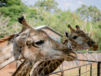 Close-up of an animal