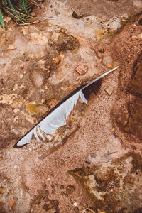 High angle view of fish on shore