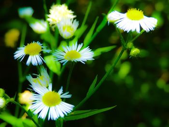 Close-up of white daisy blooming outdoors