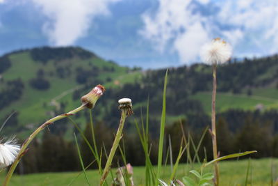 Dandelions grow on field,flower stand up to sky  with background is the big moutain near  rigi kulm.