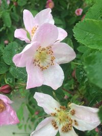 Close-up of pink flower