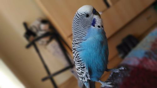 Close-up of parrot perching on floor