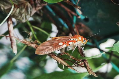 Close-up of butterfly perching on leaf