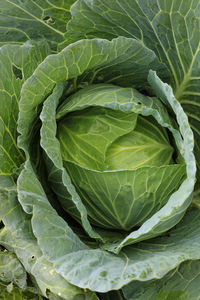 Full frame shot of cabbage